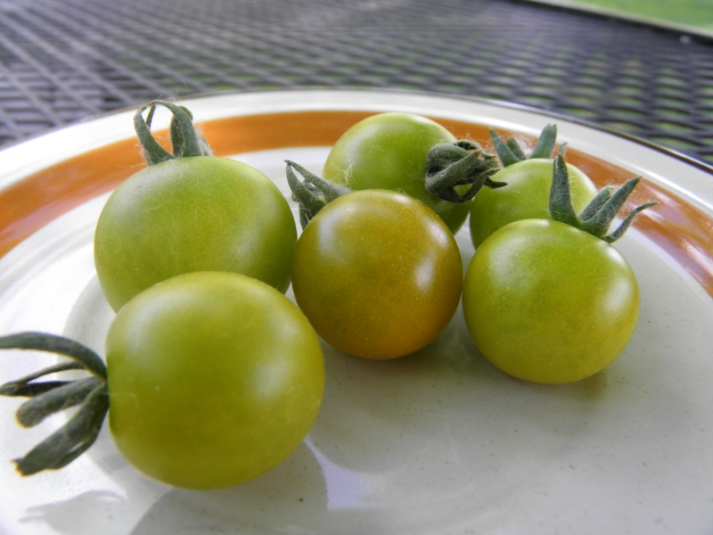 Bosque Emerald (Green Cherry)